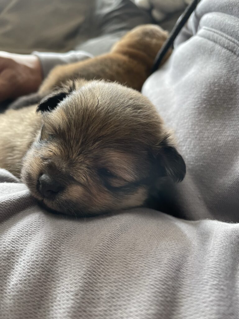 Eerste ontmoeting hond